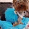 Blue Dog Tulle Skirt