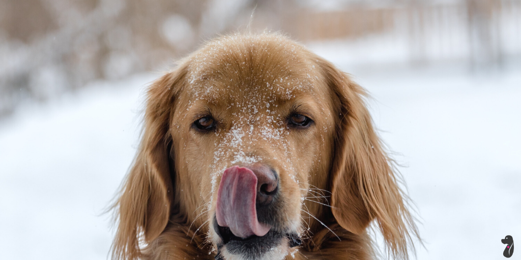 Top Five Tips for Taking Care of your Canine Buddy this Winter